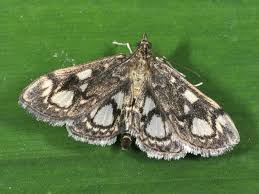 Attēlu rezultāti vaicājumam “Anania coronata”