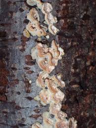 Attēlu rezultāti vaicājumam “Steccherinum bourdotii”