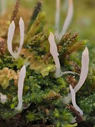 Attēlu rezultāti vaicājumam “Multiclavula mucida”