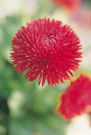 Image result for Bellis perennis