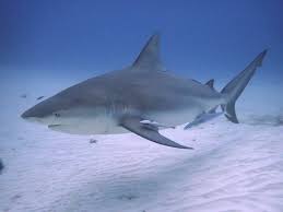 Image result for Carcharhinus leucas