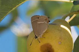 Attēlu rezultāti vaicājumam “Favonius quercus underside”