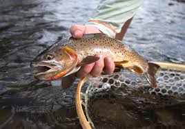 Image result for Oncorhynchus clarkii