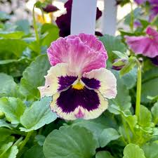 Image result for Viola x wittrockiana `Hiemalis`