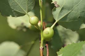 Attēlu rezultāti vaicājumam “Contarinia petioli”