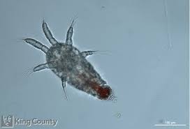 Attēlu rezultāti vaicājumam “Copepoda”