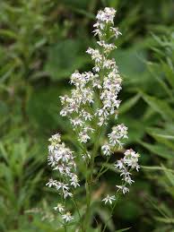 Attēlu rezultāti vaicājumam “Atrichum flavisetum sporophyte”