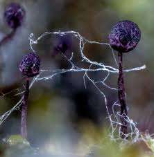 Attēlu rezultāti vaicājumam “Cribraria violacea”