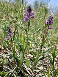 Attēlu rezultāti vaicājumam “Polygala comosa”