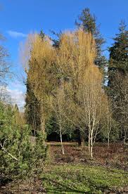 Attēlu rezultāti vaicājumam “Salix alba var. alba”