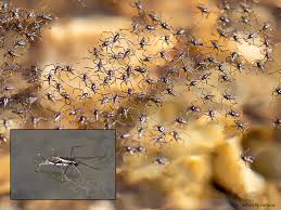 Attēlu rezultāti vaicājumam “Gerridae”