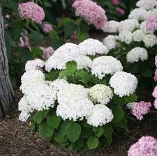 Attēlu rezultāti vaicājumam “Hydrangea arborescens”