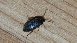 Attēlu rezultāti vaicājumam “Melanotus sp.”