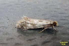 Attēlu rezultāti vaicājumam “Nemapogon cloacella”