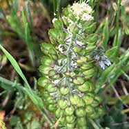 Attēlu rezultāti vaicājumam “Lepidium densiflorum fruit”