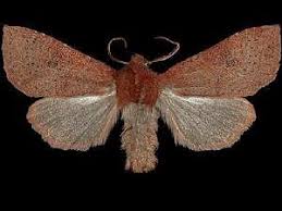 Attēlu rezultāti vaicājumam “Orthosia sp.”