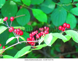 Attēlu rezultāti vaicājumam “Lonicera xylosteum fruit”