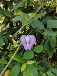 Attēlu rezultāti vaicājumam “Leguminosae”