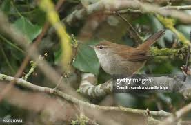 Image result for Cettia cetti