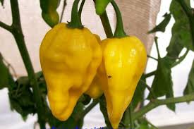 Afbeeldingsresultaat voor yellow fratali hot pepper