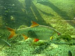 Image result for Rutilus rutilus