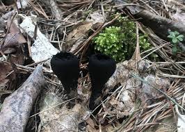 Attēlu rezultāti vaicājumam “Urnula craterium”