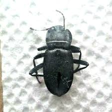 Attēlu rezultāti vaicājumam “Tenebrionidae”