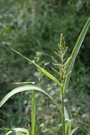 Attēlu rezultāti vaicājumam “Echinochloa crus-galli leaf”