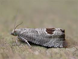 Attēlu rezultāti vaicājumam “Notocelia uddmanniana”