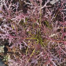 Attēlu rezultāti vaicājumam “Mamestra brassicae exuvia”