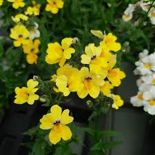 Image result for Elfenspiegel