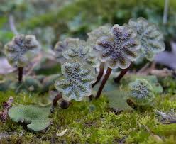 Attēlu rezultāti vaicājumam “Marchantia polymorpha”