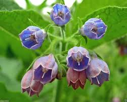 Image result for Symphytum officinale