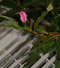 Attēlu rezultāti vaicājumam “Polygonum amphibium leaf”