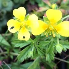 Image result for Potentilla tormentilla