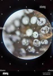 Attēlu rezultāti vaicājumam “Didymium clavus stalked”