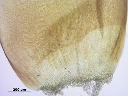 Attēlu rezultāti vaicājumam “Scorpidium scorpioides”