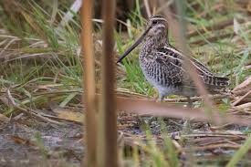 Image result for Gallinago delicata