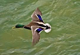 Attēlu rezultāti vaicājumam “Anas platyrhynchos male”