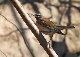 Image result for Turdus obscurus