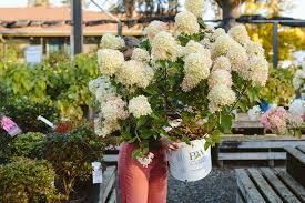 Attēlu rezultāti vaicājumam “Hydrangea”