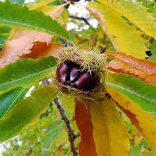 Attēlu rezultāti vaicājumam “Castanea sativa”