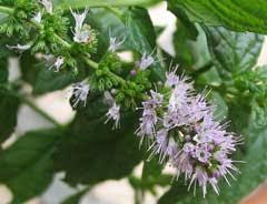 Attēlu rezultāti vaicājumam “Mentha spicata”