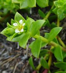 Attēlu rezultāti vaicājumam “Honckenya peploides flower”