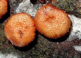 Attēlu rezultāti vaicājumam “Hypocrea rufa”