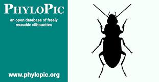 Attēlu rezultāti vaicājumam “Poecilus lepidus”