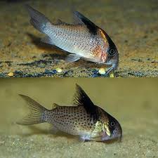 Image result for fish corydoras