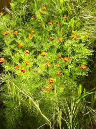 Image result for Adonis aestivalis