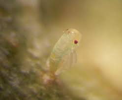 Attēlu rezultāti vaicājumam “Lygus nymph nymph”