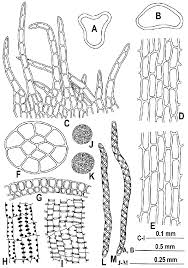 Attēlu rezultāti vaicājumam “Blepharostoma trichophyllum”